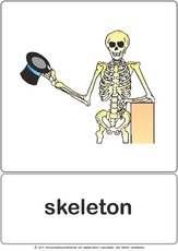 Bildkarte - skeleton.pdf